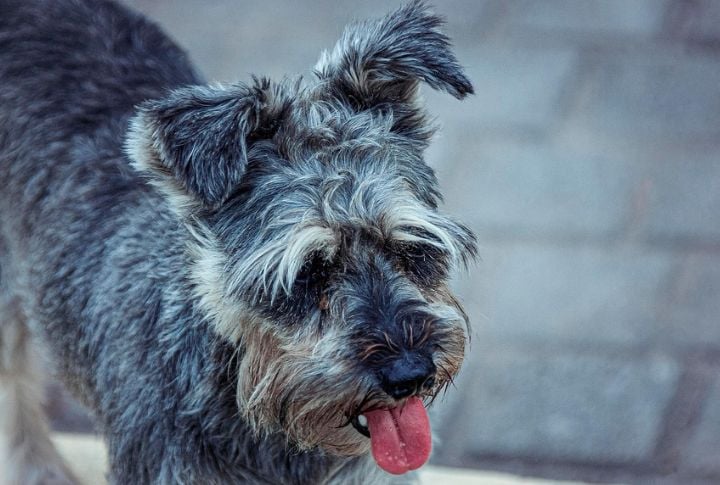 Hypoallergenic, But Not Allergy-Proof