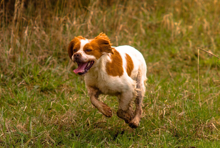 Brittany Spaniel