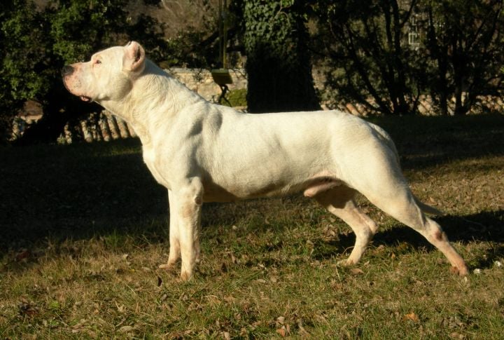 Dogo Argentino