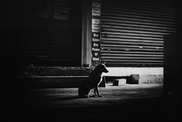 Your Pup Sees In The Dark Like A Ninja

