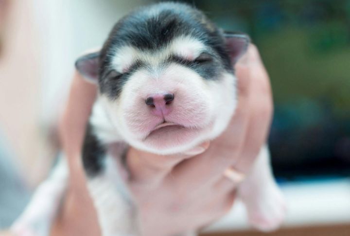 Puppy Vision Starts Out Blurry And Improves Gradually
