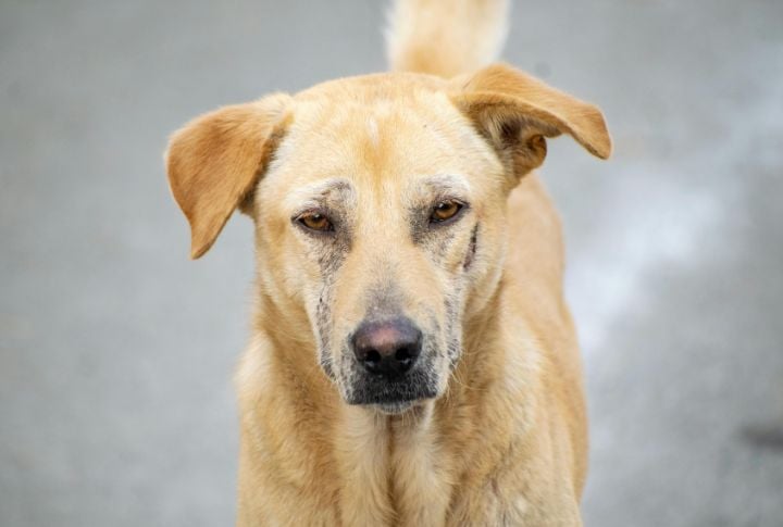 Rescue Dogs Have A Shorter Lifespan