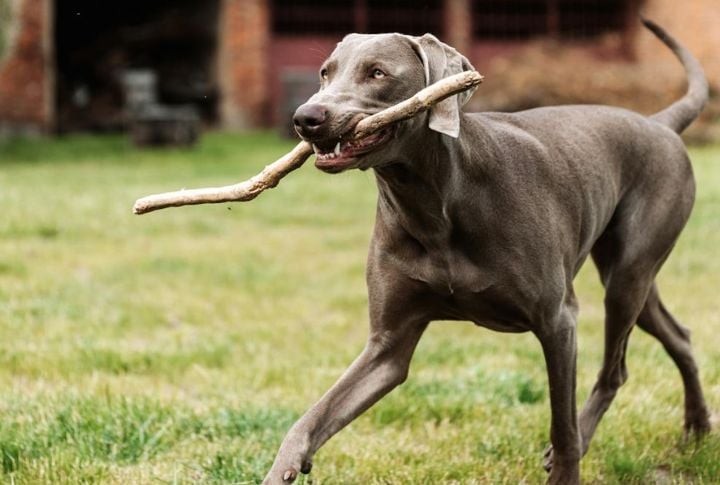 Weimaraner