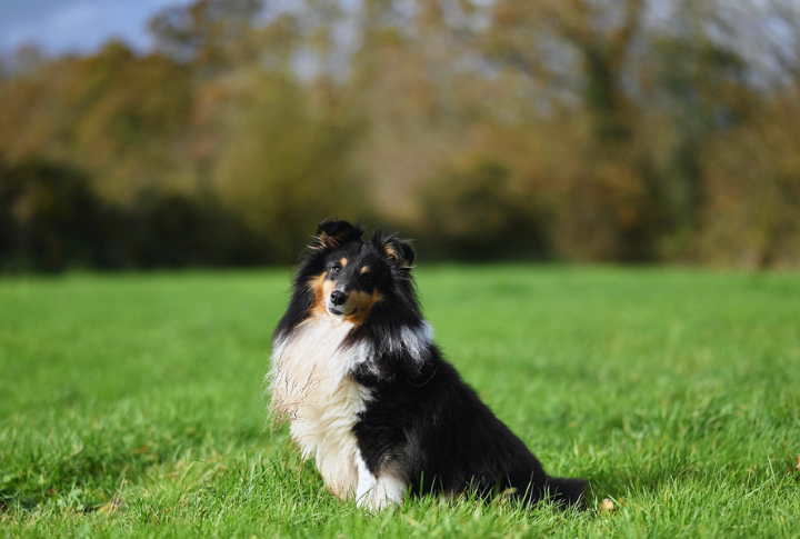 Shetland Sheepdog