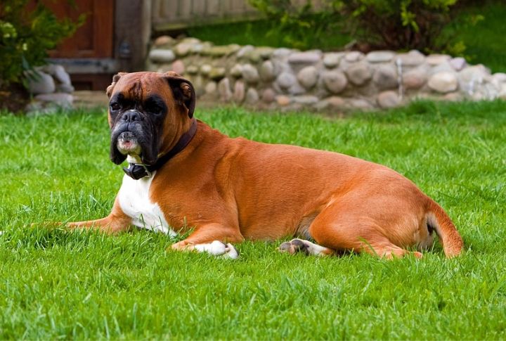 Boxer