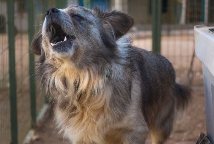 Excessive Barking (Focused On Sudden Increase)