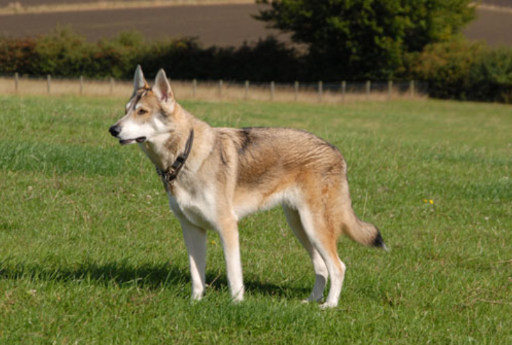 Utonagan