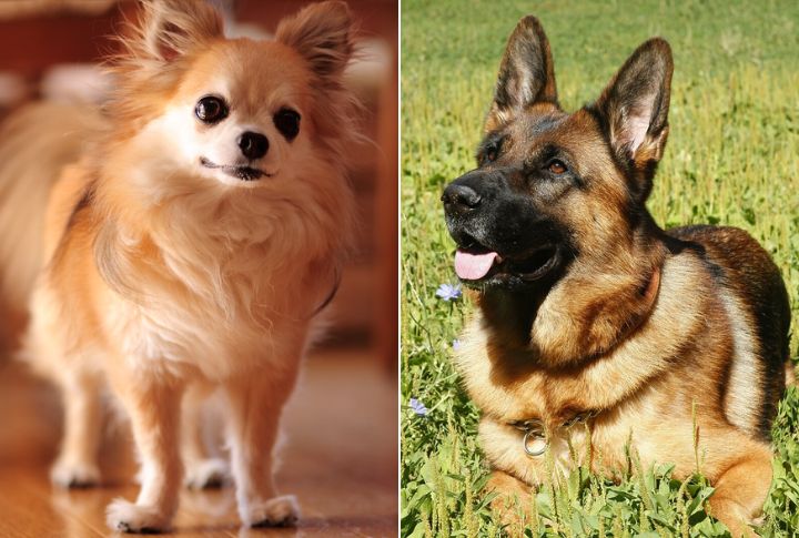Grooming Needs Vary Based On Genetics