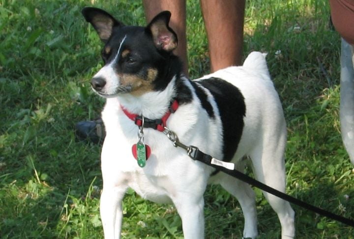 Toy Fox Terrier