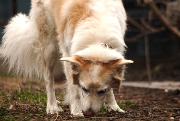 Sniff In, Sniff Out—At the Same Time