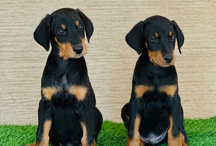 Use Grooming Time To Build Physical Trust