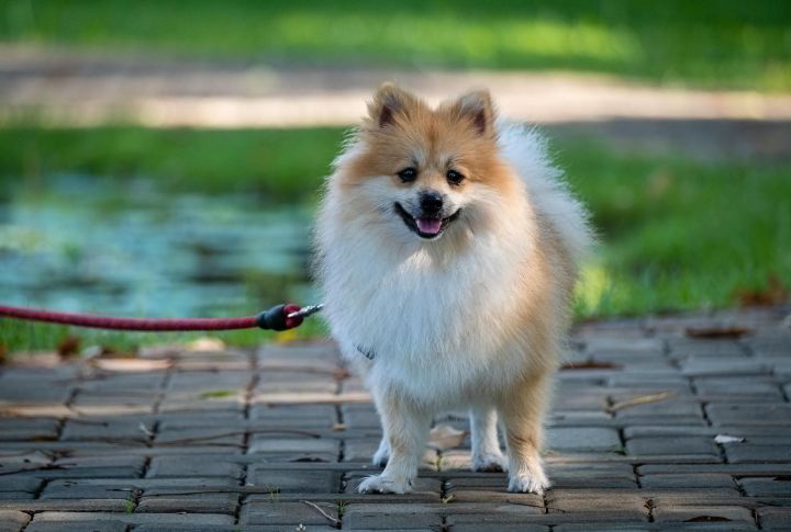 Pomeranian