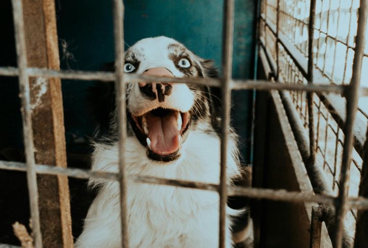 Rescue Dogs Are Aggressive