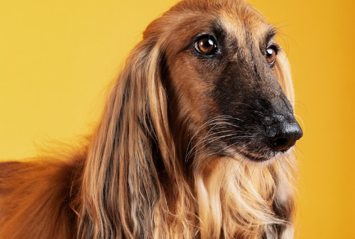 Afghan Hound