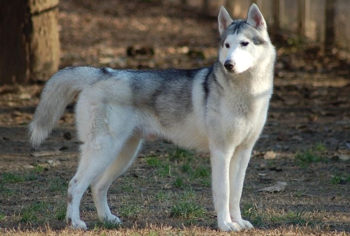Siberian Husky