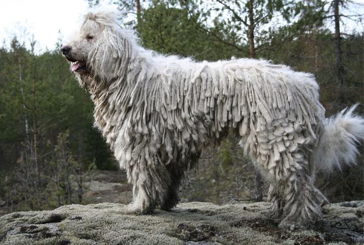Great Pyrenees