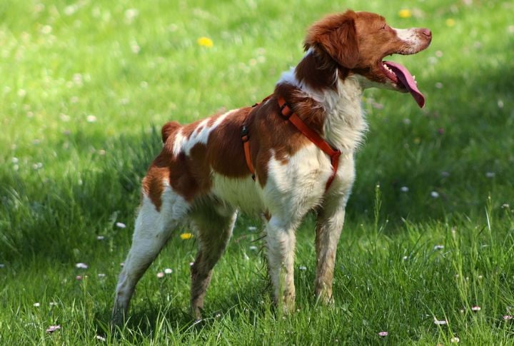 Brittany (Spaniel)