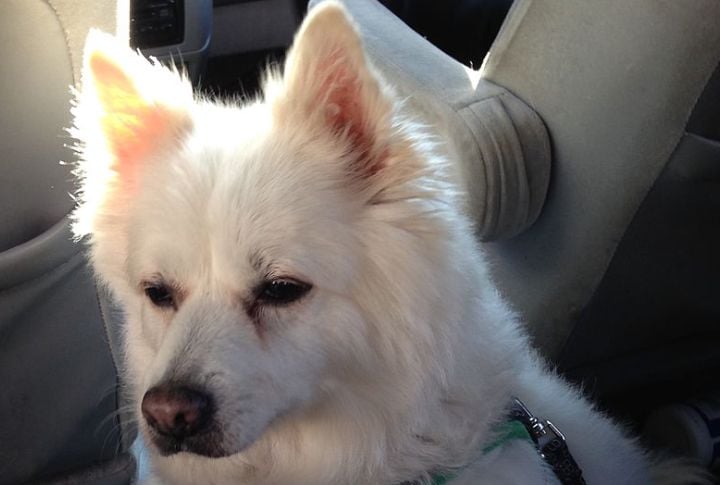 Loyal To Family But Wary Of Strangers