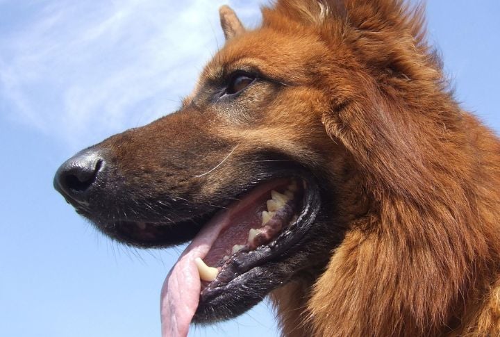 Liver German Shepherd