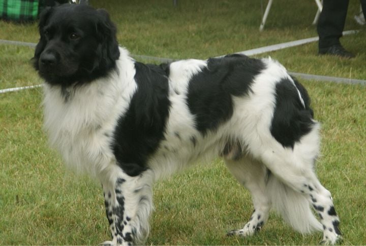 Stabyhoun
