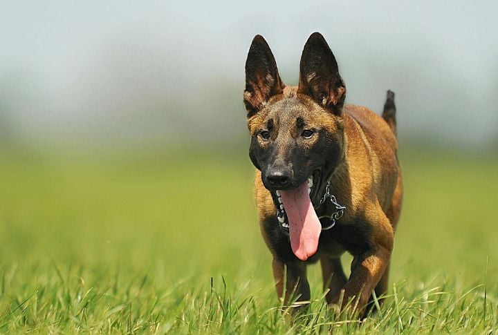Belgian Malinois