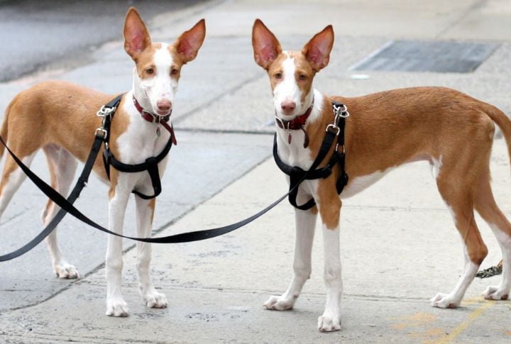 Ibizan Hound