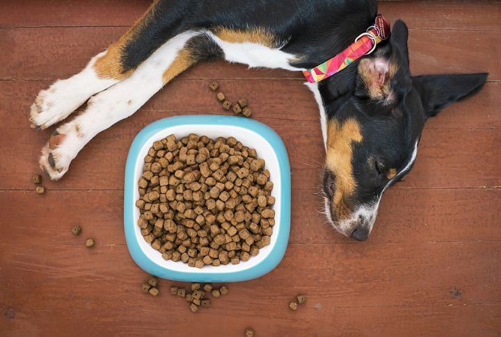 Low-quality Dog Foods
