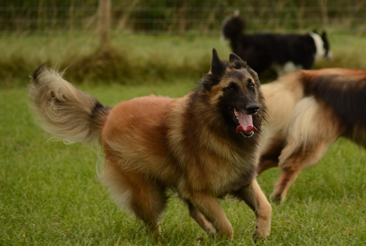 Belgian Tervuren