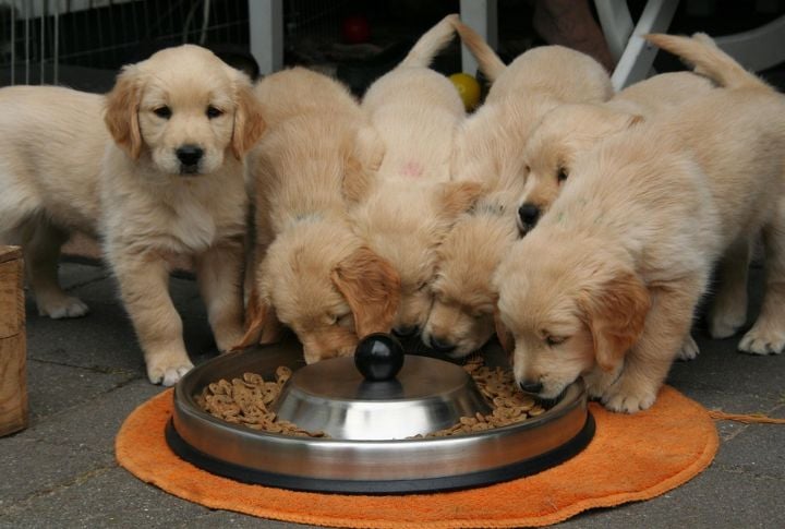 Social Mimicry and Group Dynamics