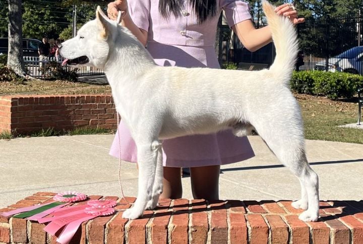 Korean Jindo