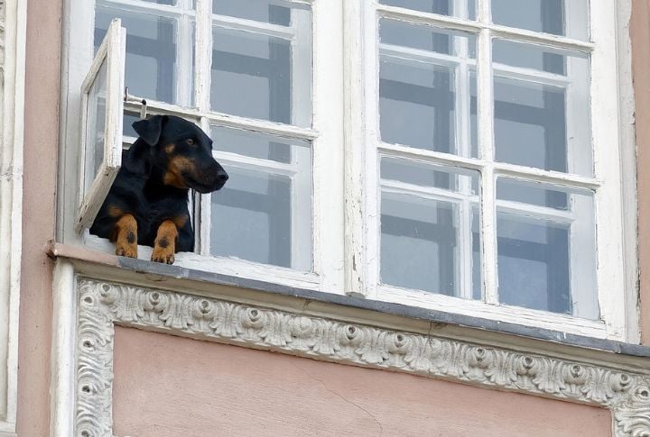 They Know You’re Coming Before You Enter The House