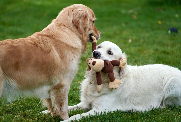 Squeaky Plush Toys