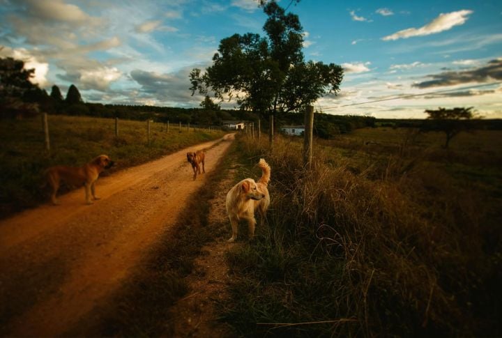Early Morning And Dusk Activity