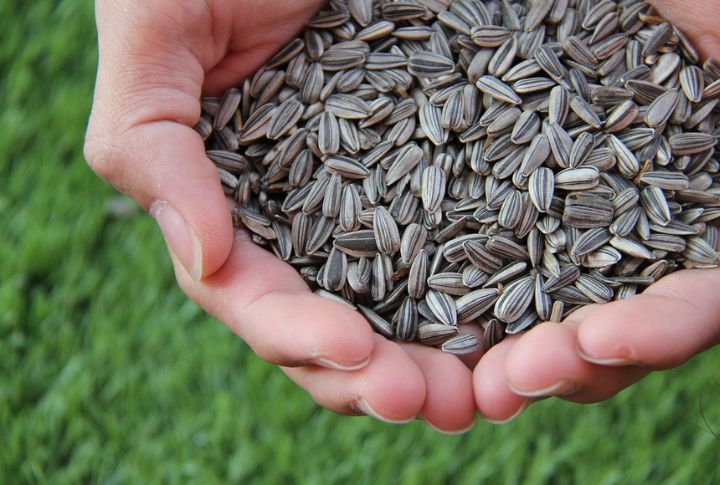 Sunflower Seeds