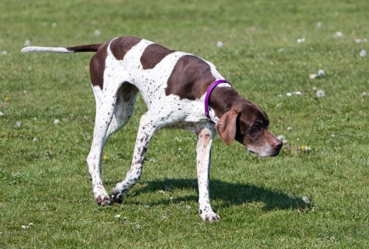 English Pointer