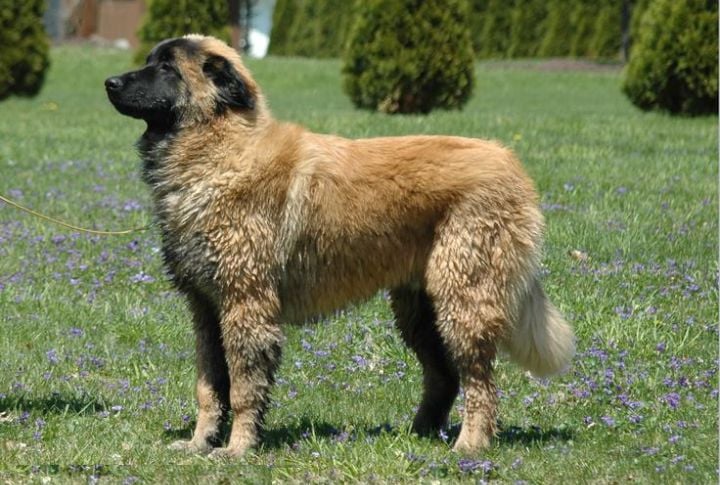 Estrela Mountain Dog