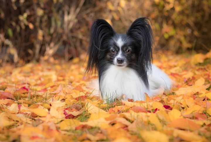 Papillon (Continental Toy Spaniel)