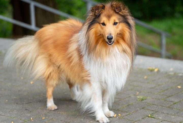 Shetland Sheepdog