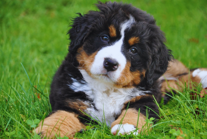 Bernese Mountain Dog