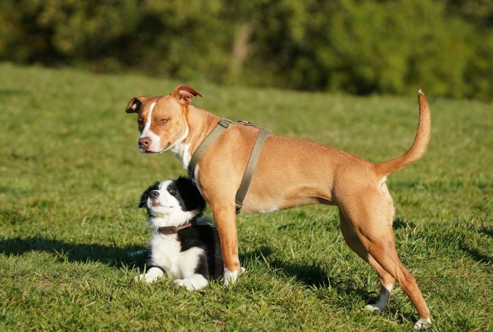 Capable Of Pet Companionship