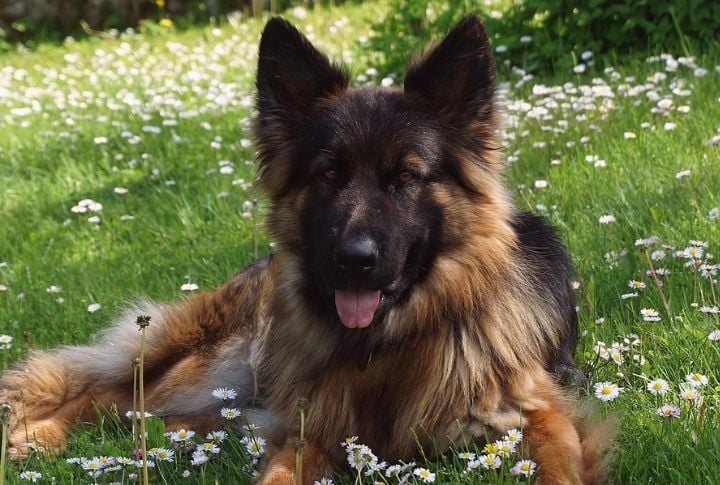 Long-Haired German Shepherd
