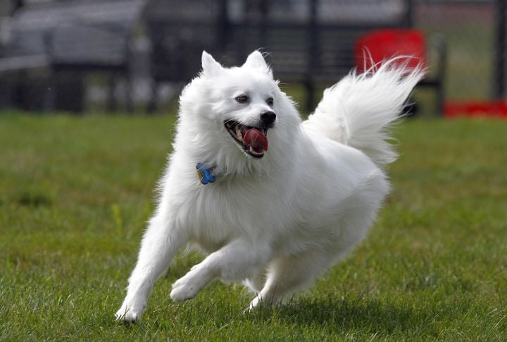 Excel In Agility And Dog Sports