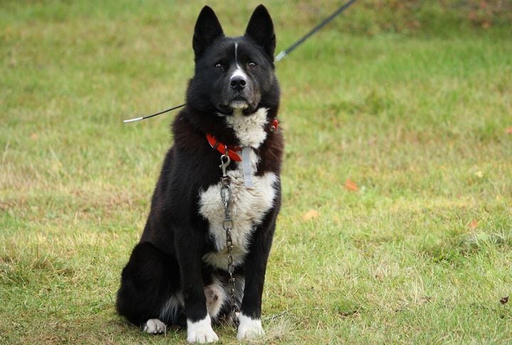 Karelian Bear Dog
