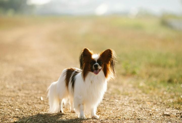 Papillon