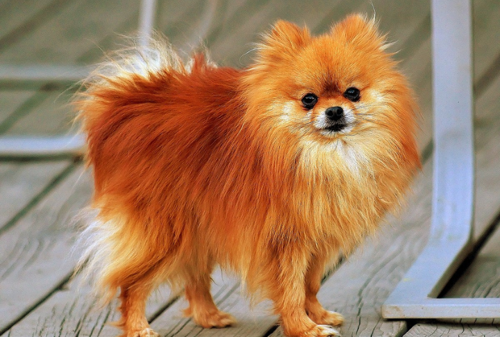 Pomeranian (Red Coat)