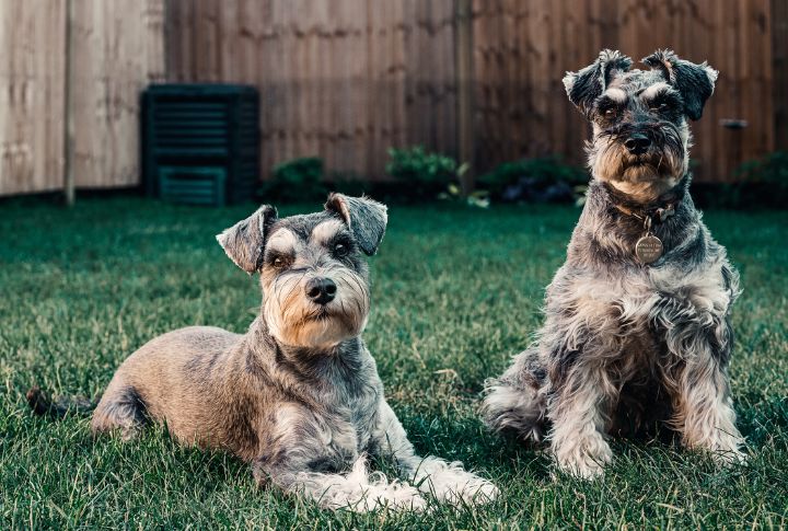 May Not Mesh With Other Dogs