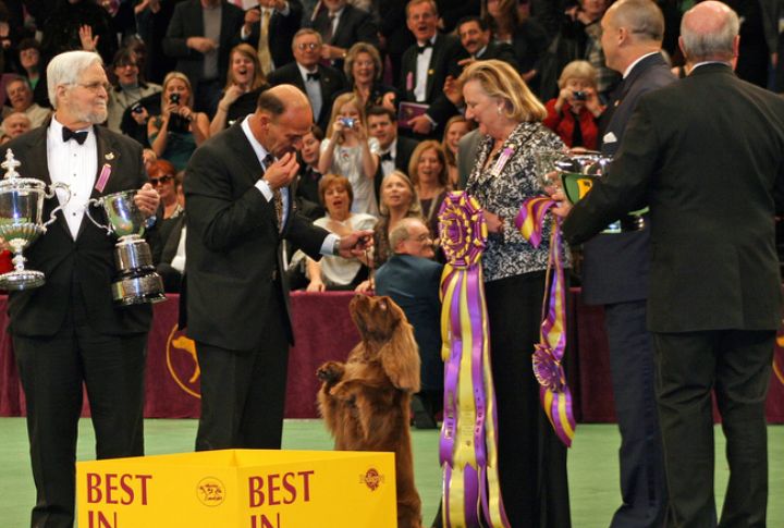 Not Recognized By Major Kennel Clubs