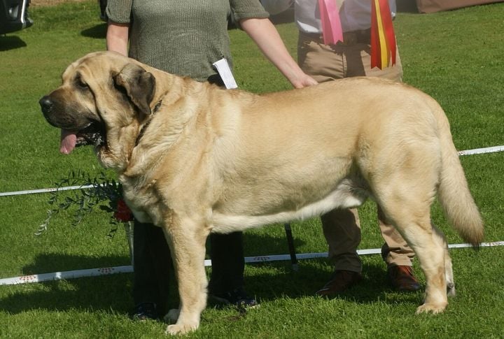 Spanish Mastiff