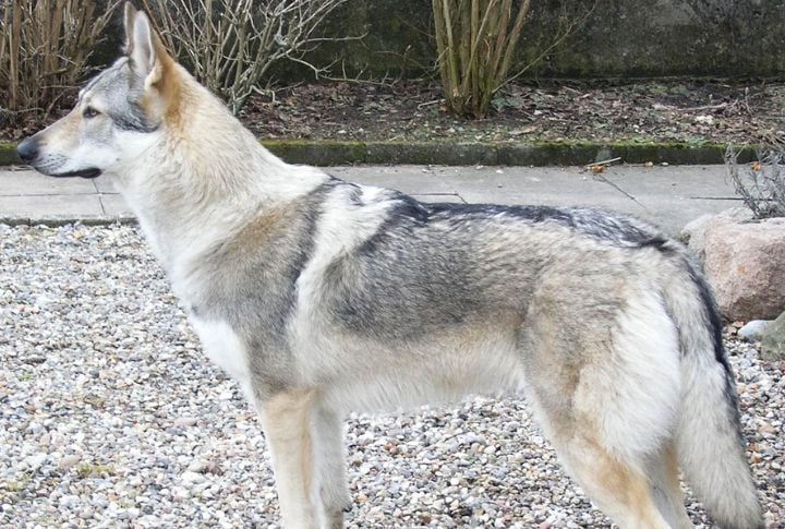 Wolfdog