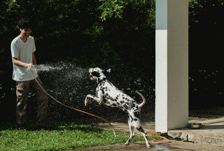 Spraying Water To Stop Behavior